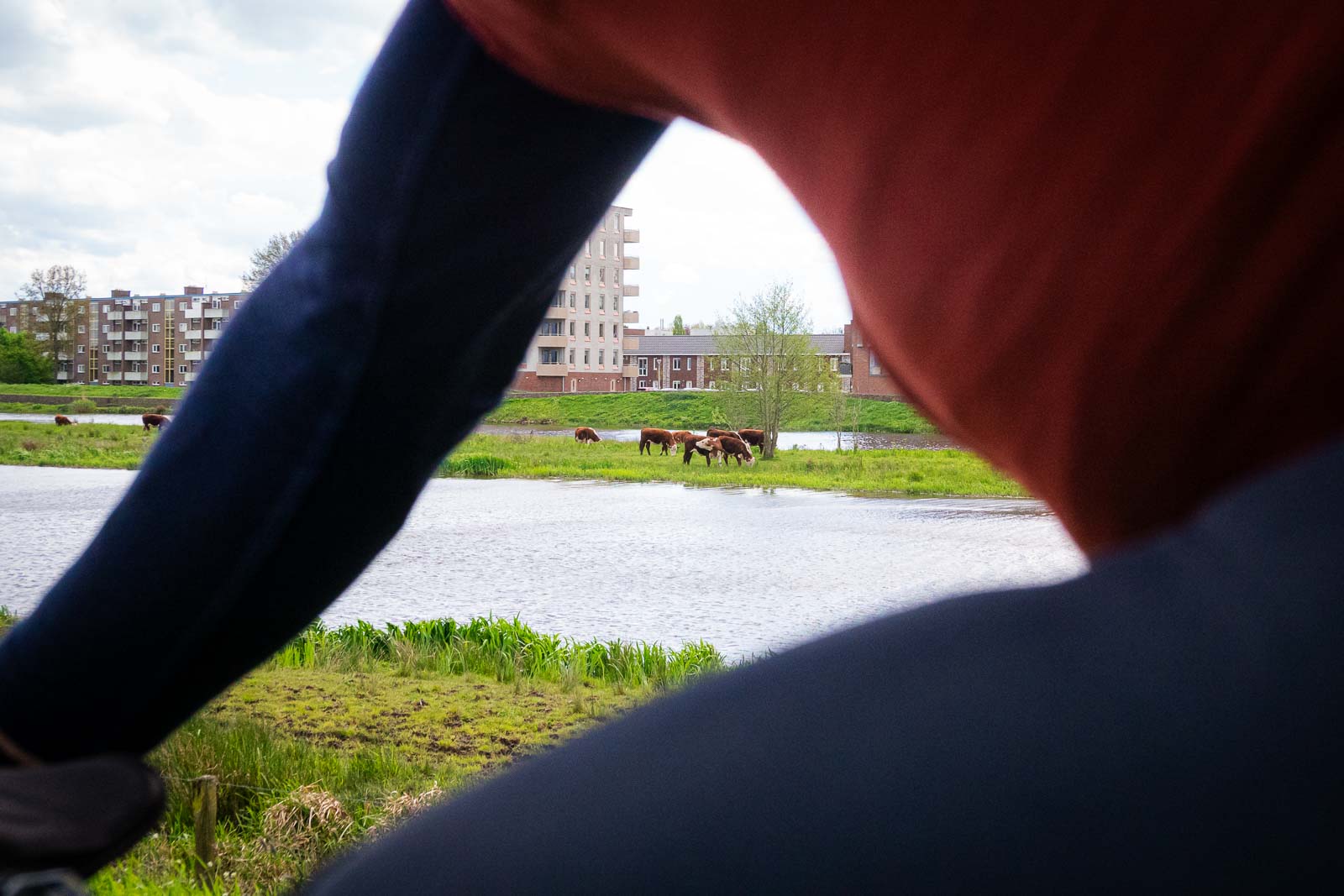 Through a cyclist you can see cows grazing on an island in front of an urban panorama