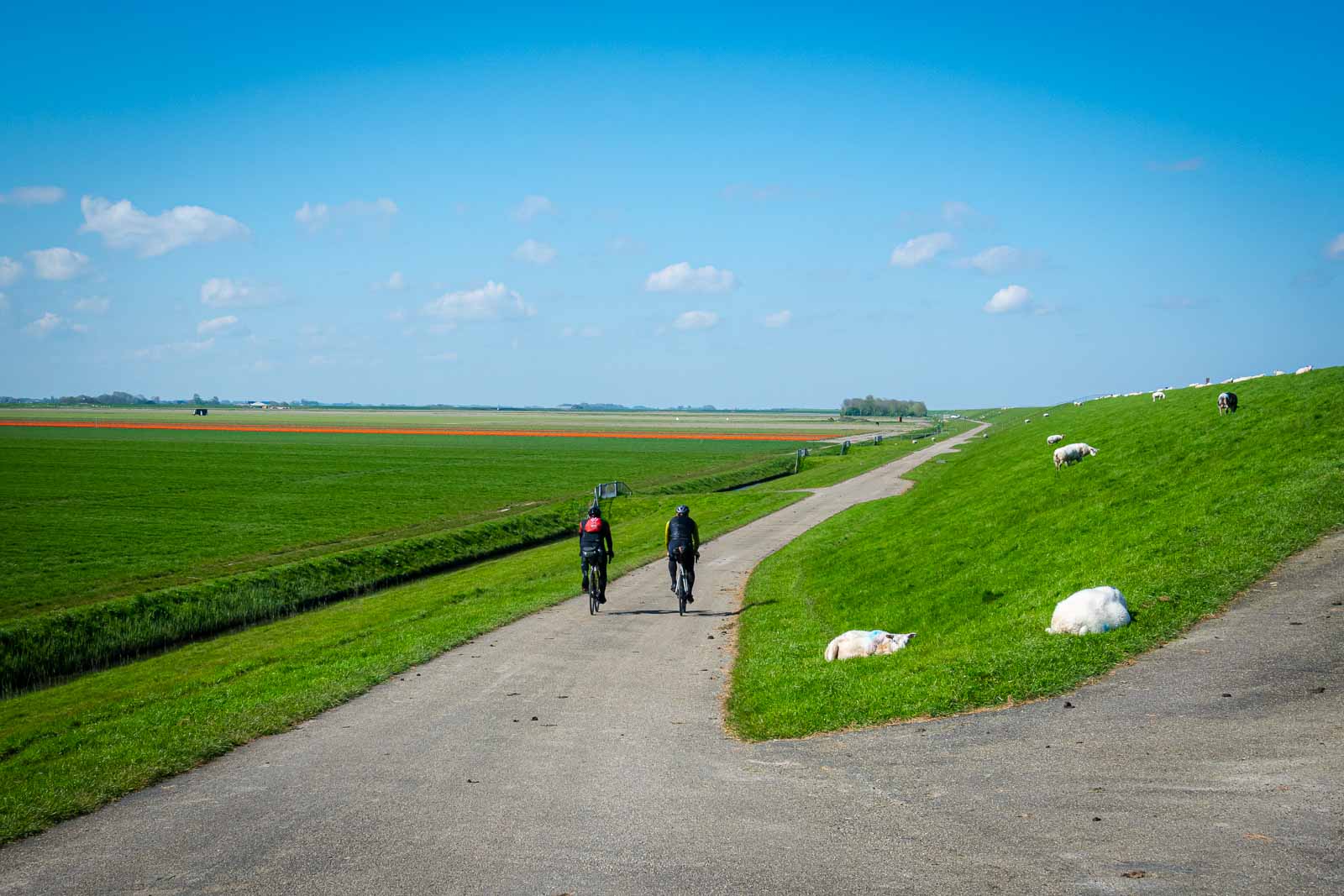 Two cyclists from behind riding along a dike with sheep and taking part in the ultra-cycling event Race around the Netherlands