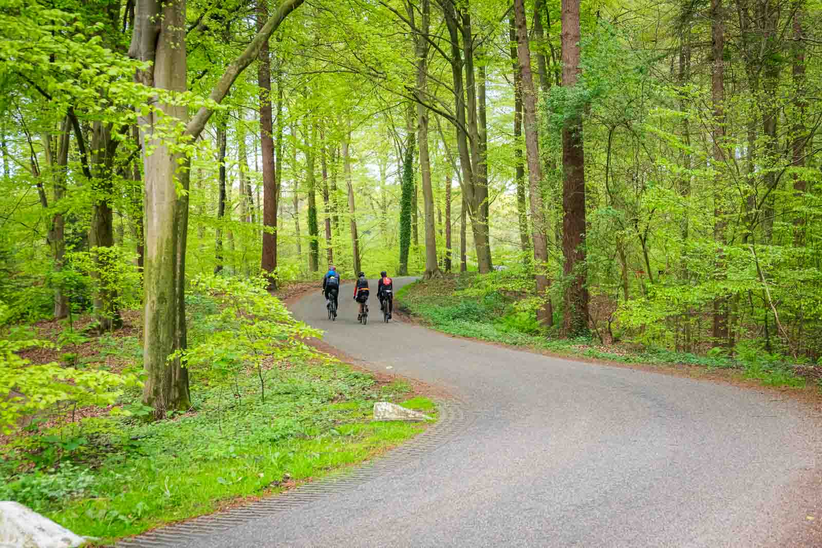 Three cyclists riding side by side on a road in the forest